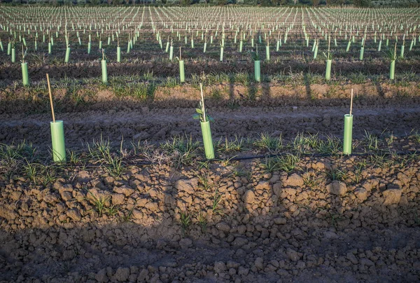 Righe di ulivi nuovi piantagioni protette da tubi di protezione alberi — Foto Stock