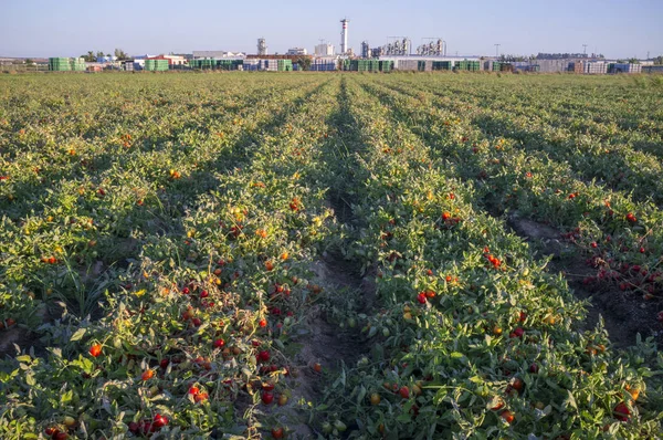 Surcos de plantación de tomates con fábrica de tomates en la parte inferior —  Fotos de Stock