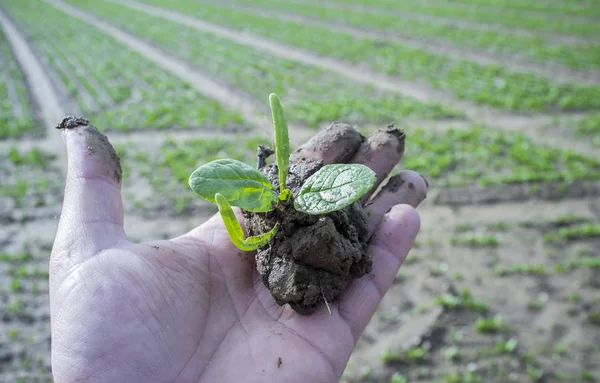 Agricultor maduro mão segurando broto com espinafre planta — Fotografia de Stock