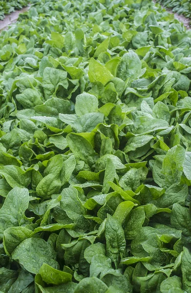 Piantagione di spinaci. Primo piano — Foto Stock
