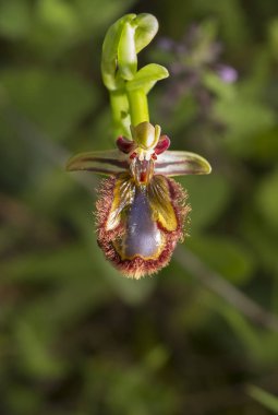 Güzel vahşi orkide ophrys spekulum ayna t olarak da bilinen