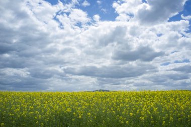 Kolza tohumu veya Brassica napus alanı çiçek
