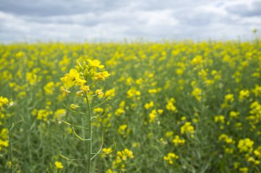 Kolza çiçekleri detay