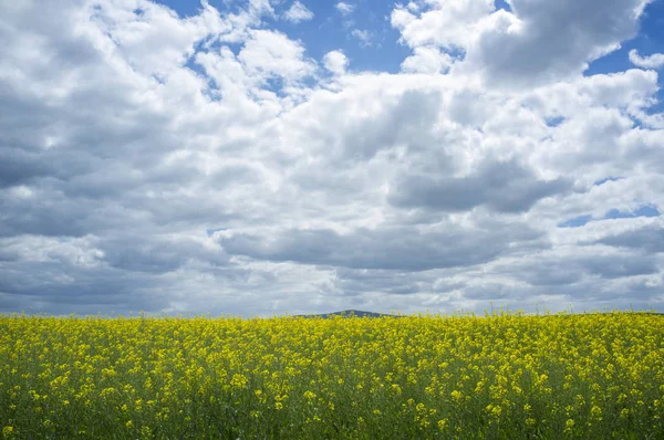 Kolza tohumu veya Brassica napus alanı çiçek