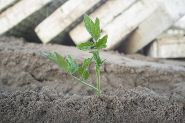 Tomato seedling recently planted clipart