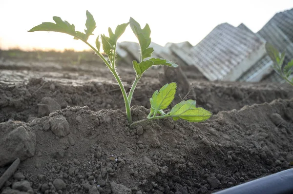 Mudas de tomate plantadas recentemente — Fotografia de Stock