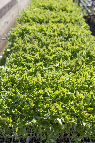 Bandejas con plántulas de tomate flotando en el canal de riego — Foto de Stock