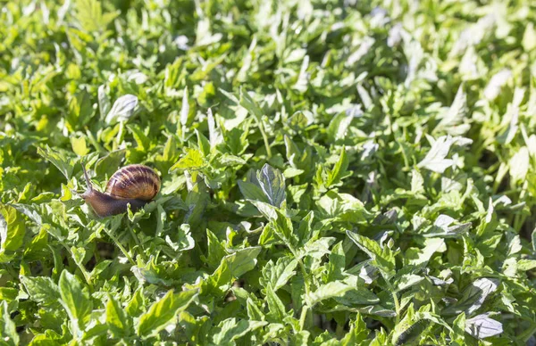 Conceito de peste dos insectos — Fotografia de Stock