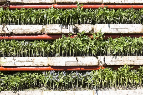 Trapiantatrice caricata con vassoi di piantine di pomodoro su scaffali — Foto Stock