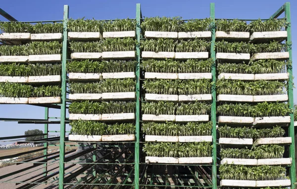 Piantine di pomodoro vassoi su rack rimorchio — Foto Stock