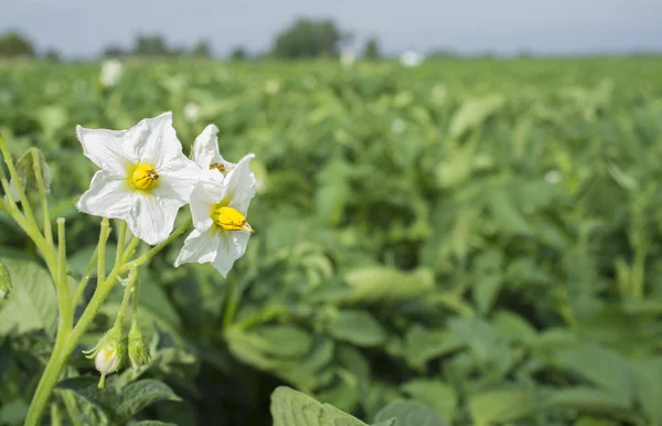 Blühendes Kartoffelfeld mit weißen Blumen Detail — Stockfoto