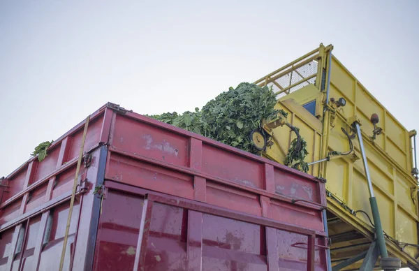 Spinach harvester loading trailer — Stock Photo, Image