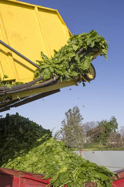 Spinazie oogstmachine laden aanhangwagen — Stockfoto