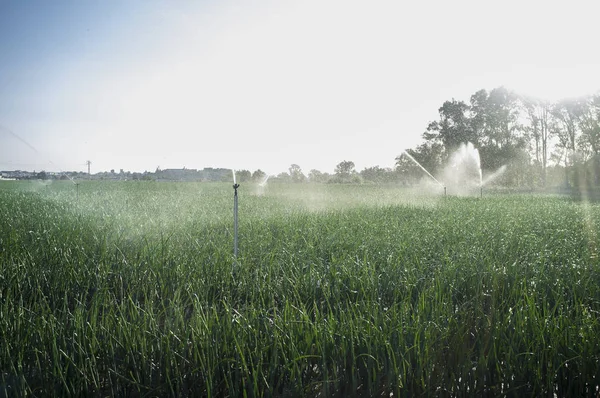 Spruzzatori Lavoro Sotto Raggi Solari Retroilluminati Campo Cipolle Guadiana Prati — Foto Stock