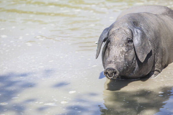 Черная иберийская свинья наслаждается прудом, Эстремадура, Испания
