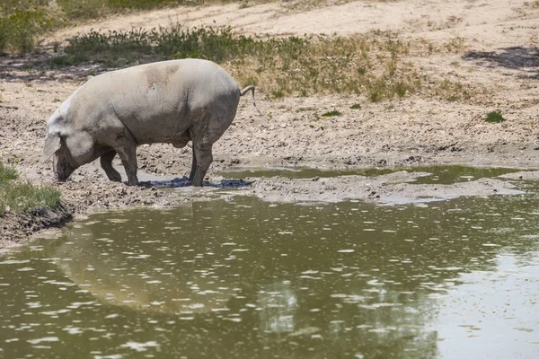 Schwarzes iberisches Schwein genießt den Teich, Extremadura, Spanien — Stockfoto