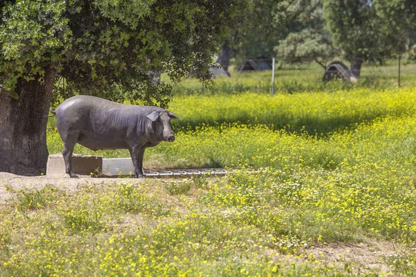 Varierade freeley svart iberiska grisen på våren, Extremadura — Stockfoto