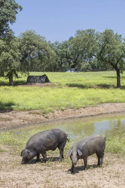 Freeley ranqueado porcos ibéricos negros na primavera, Extremadura — Fotografia de Stock