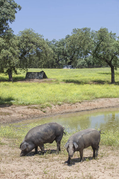 Весной наёмные чёрные иберийские свиньи, Эстремадура.
