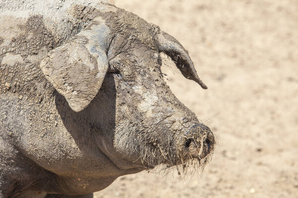 Черная иберийская свинья, наслаждающаяся грязью, Эстремадура, Испания
