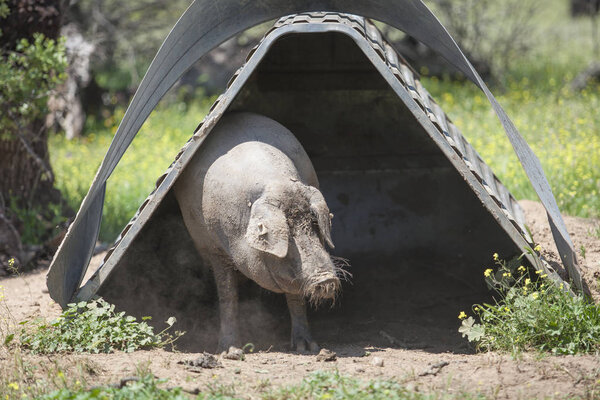 Чёрная иберийская свинья царапается на свинарнике
