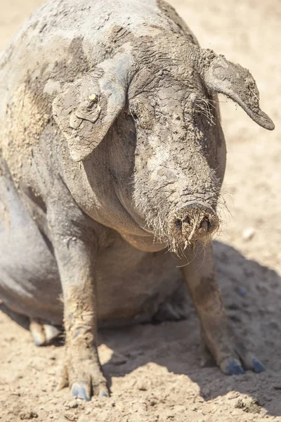 Svart iberiska grisen njuter leran, Extremadura, Spanien — Stockfoto