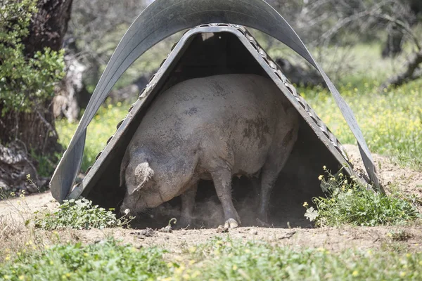 Porco ibérico preto arranhando na cabana de porca — Fotografia de Stock