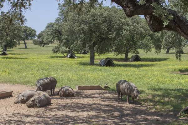 Tavasszal, Extremadura freeley fekete ibériai sertések mozgott — Stock Fotó