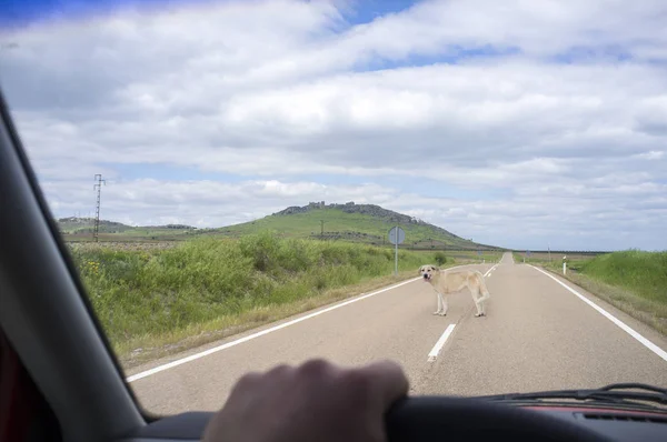 Mastiff dog en medio de la carretera del campo — Foto de Stock