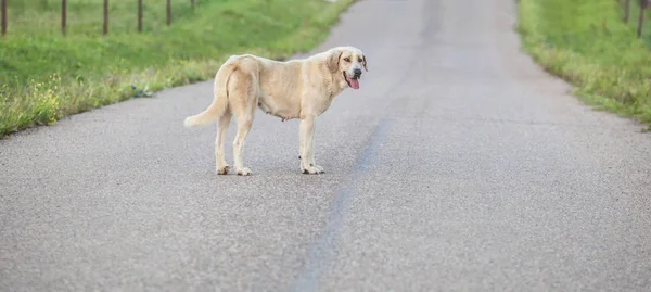 Mastiff dog in the middle of country road — Stock Photo, Image