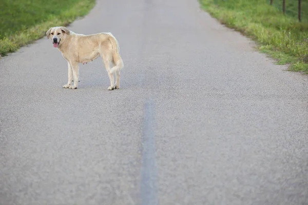 国の道路の真ん中にマスティフ犬 — ストック写真