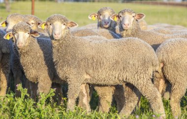 Extremadura dehesa, İspanya merina koyun sürüsü