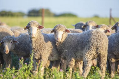 Extremadura dehesa, İspanya merina koyun sürüsü