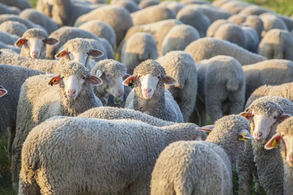 Extremadura dehesa, İspanya merina koyun sürüsü — Stok fotoğraf