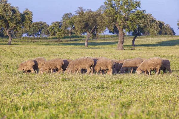Flock of merina sheeps grazing free at Extremaduran dehesa, Spai — Stock Photo, Image