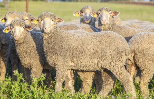 Extremadura dehesa, İspanya merina koyun sürüsü — Stok fotoğraf