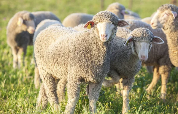 Extremadura dehesa, İspanya merina koyun sürüsü — Stok fotoğraf