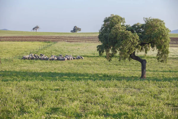 Troupeau de moutons mérina broutant à Extremaduran dehesa, Espagne — Photo