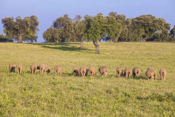 Flock av merina fåren betar gratis på extremaduriska dehesa, Spanien — Stockfoto