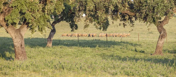 Ücretsiz Extremaduran dehesa, Spai otlatma merina koyun sürüsü — Stok fotoğraf