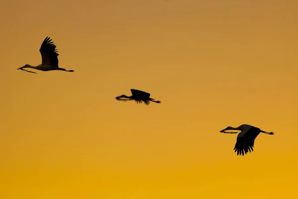 Vita storkar i flygning med kvist i näbben för att bygga boet — Stockfoto