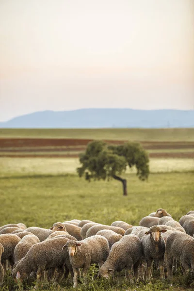 Gregge di pecore merinas a Extremaduran dehesa, Spagna — Foto Stock