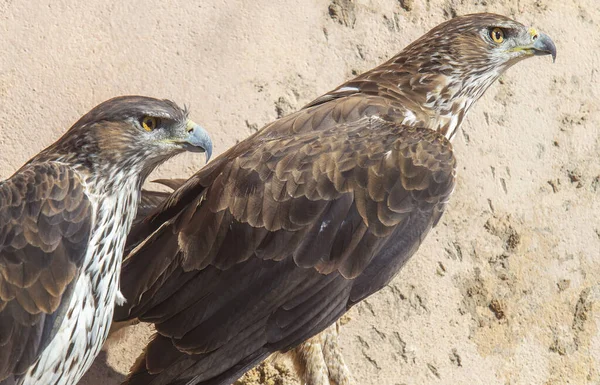 Duas águias-serpente de dedos curtos ou Circaetus gallicus empoleiradas em roc — Fotografia de Stock