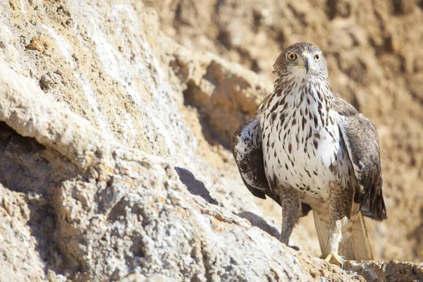 Short-toed eagle or Circaetus gallicus perched on rock slope — Stock Photo, Image