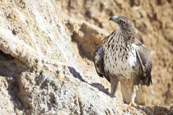 Короткопалый орел или Circaetus gallicus, сидящий на скалистом склоне — стоковое фото