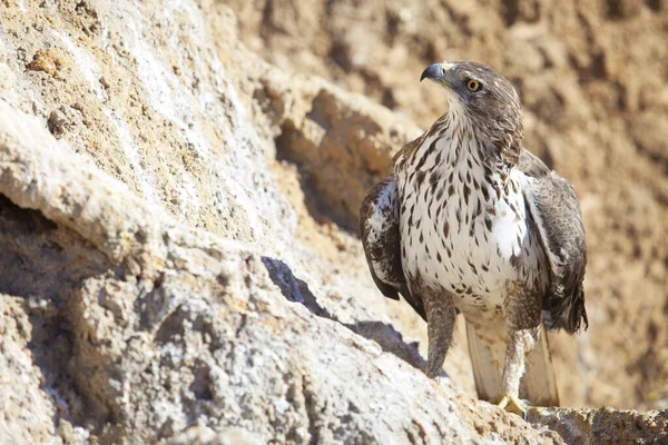 Águia de dedos curtos ou Circaetus gallicus empoleirados na encosta da rocha — Fotografia de Stock