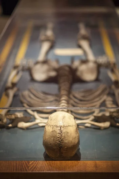 Large skeleton of Extremaduran Giant, Spain — Stock Photo, Image