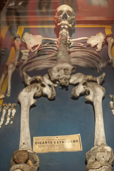 Gran esqueleto del Gigante Extremadurano, España — Foto de Stock