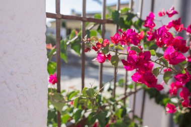 Fuente Palmera beyazlatılmış duvarlar ve çiçeklerle dolu pencereler, Co.