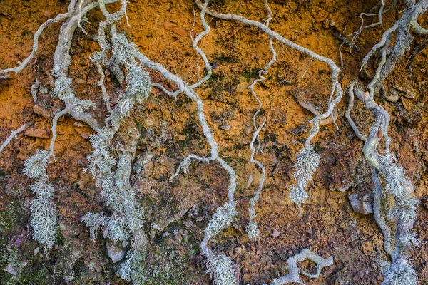 Exponerade rötter täckta med lavar längs vandringsleden — Stockfoto